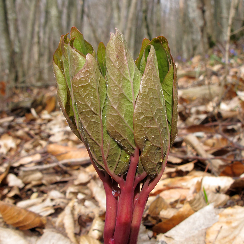 Изображение особи Paeonia caucasica.