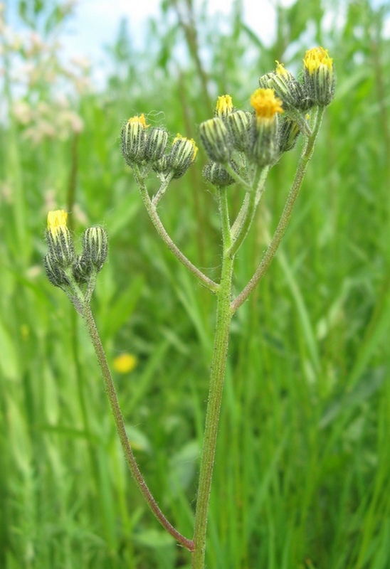 Image of Pilosella lydiae specimen.