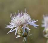 Centaurea konkae