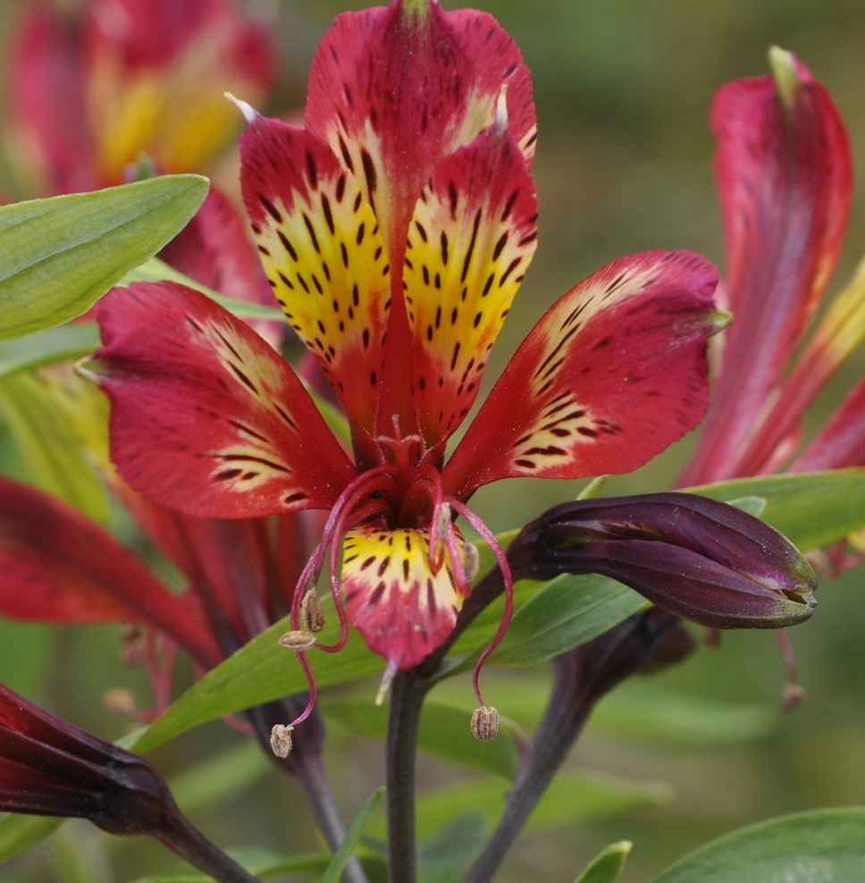 Изображение особи род Alstroemeria.