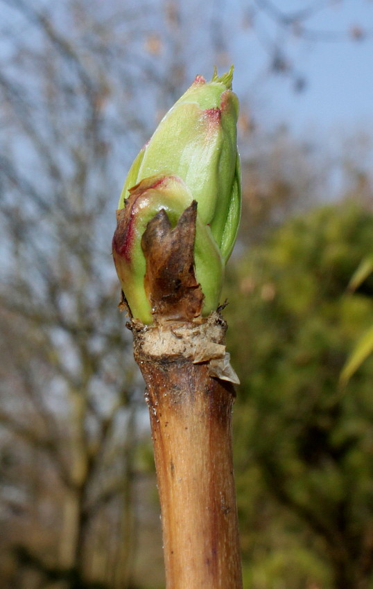 Image of Paeonia delavayi specimen.