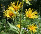 Inula helenium