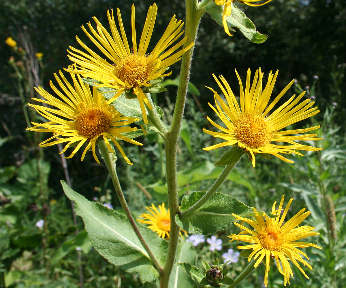 Изображение особи Inula helenium.