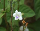 Asystasia subspecies micrantha