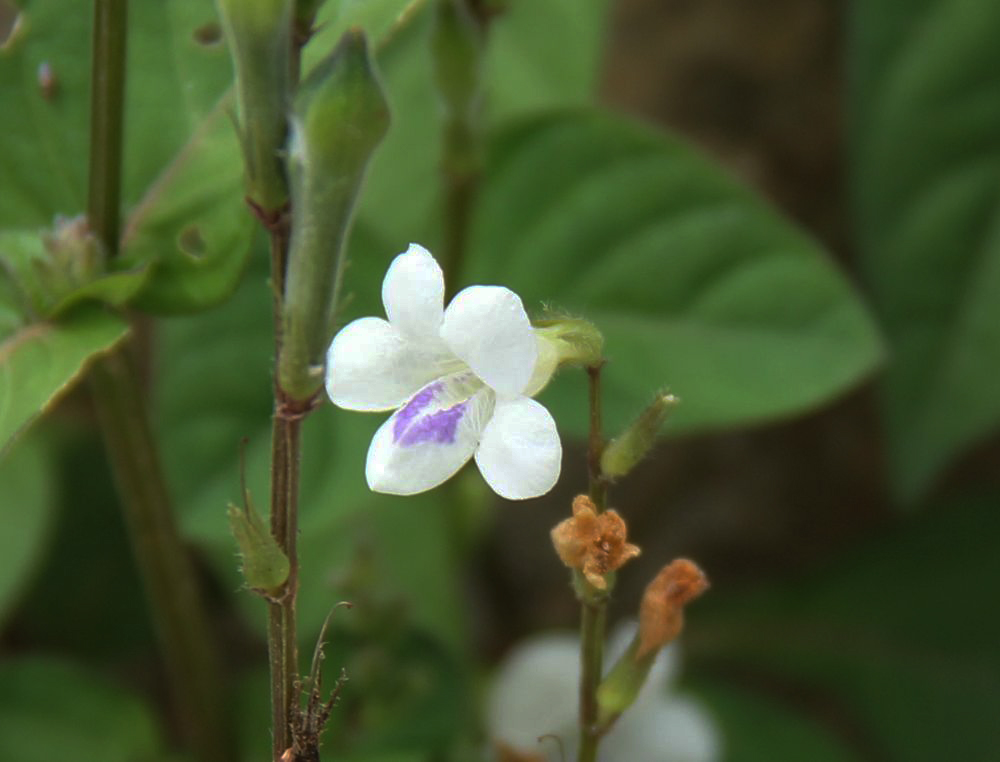 Изображение особи Asystasia gangetica ssp. micrantha.