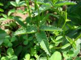 Sanguisorba officinalis