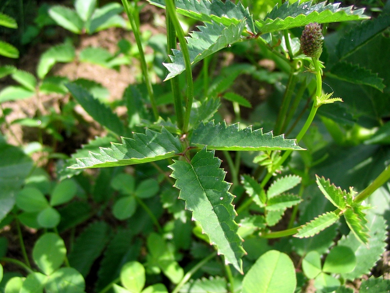 Изображение особи Sanguisorba officinalis.