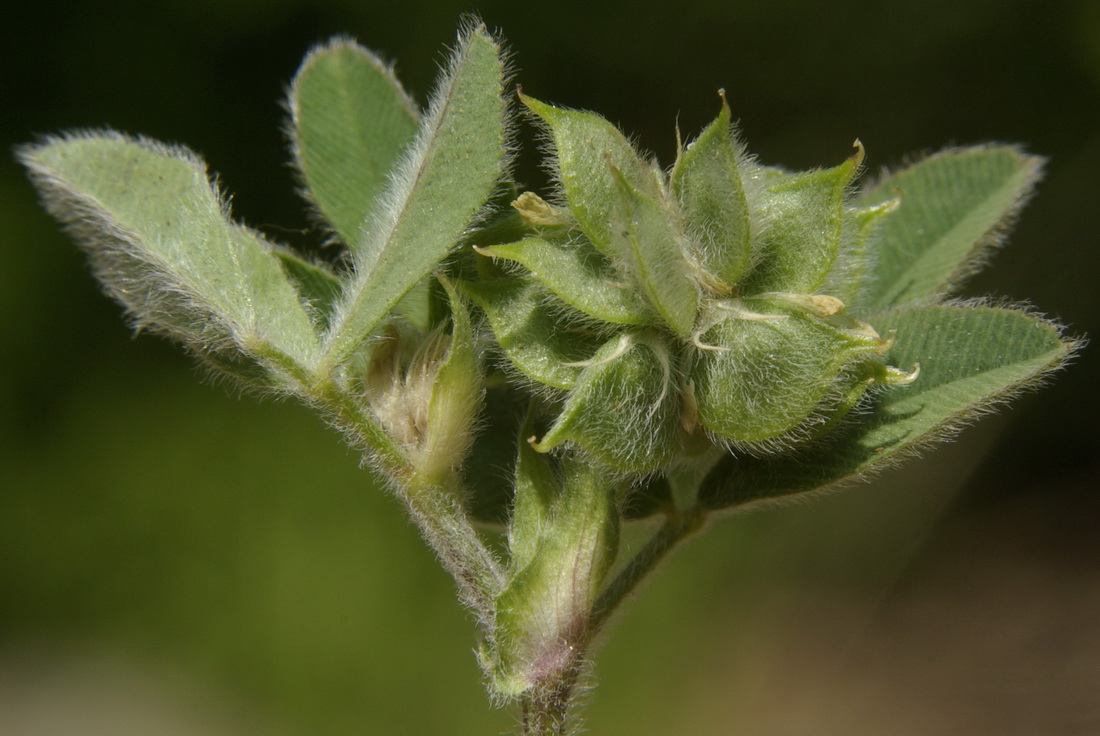 Image of Melilotoides brachycarpa specimen.