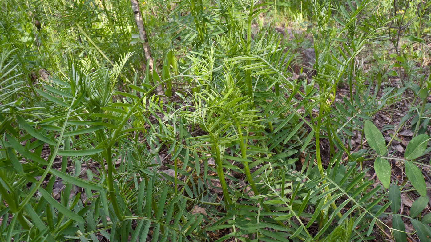 Изображение особи Vicia tenuifolia.
