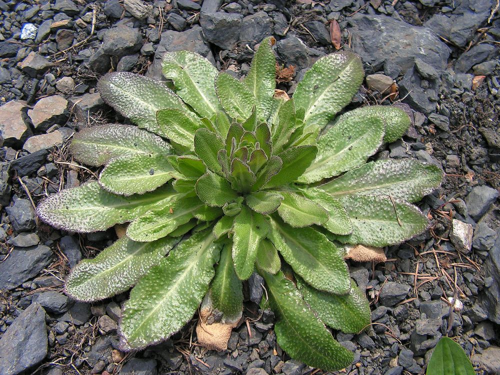 Image of Arabis sagittata specimen.