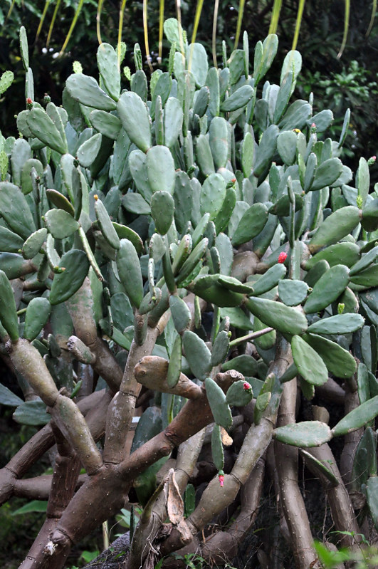 Image of Opuntia cochenillifera specimen.