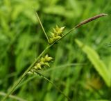 Carex latisquamea. Верхняя часть побега с соплодиями и отцветшим тычиночным колоском. Приморский край, Надеждинский р-н, окр. пос. Давыдовка, сырой луг. 20.06.2014.