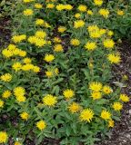 Inula hirta. Цветущие растения. Германия, г. Дюссельдорф, Ботанический сад университета. 02.06.2014.