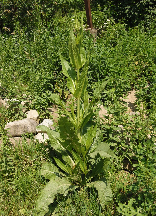 Image of genus Dipsacus specimen.