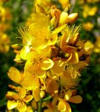 Hypericum lydium