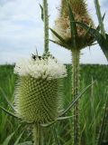 Dipsacus laciniatus. Соцветия. Краснодарский край, обочина дороги, в пойме р. Сосыка, вблизи ст. Ленинградской(Уманской) 14.07.2009.