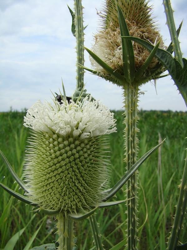 Изображение особи Dipsacus laciniatus.