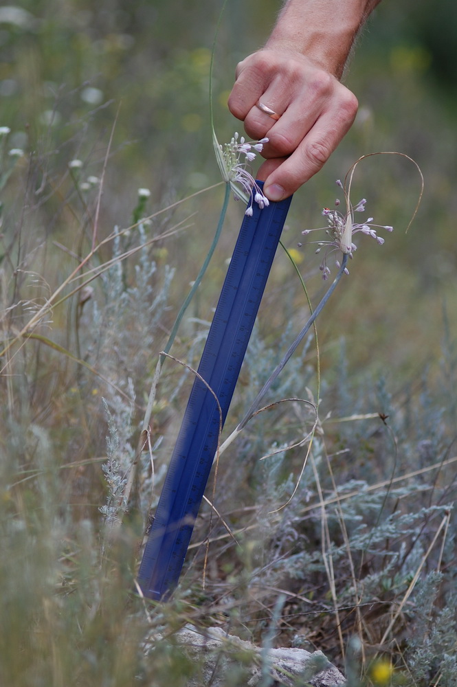 Image of Allium podolicum specimen.
