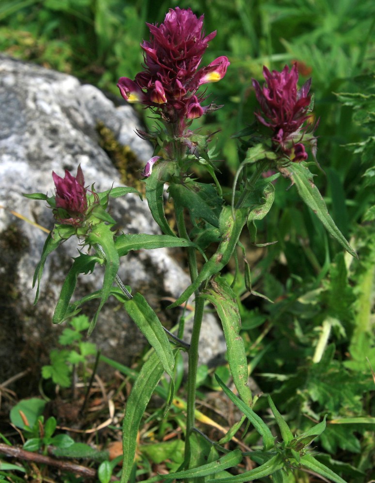 Image of genus Melampyrum specimen.