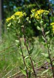 Senecio nemorensis