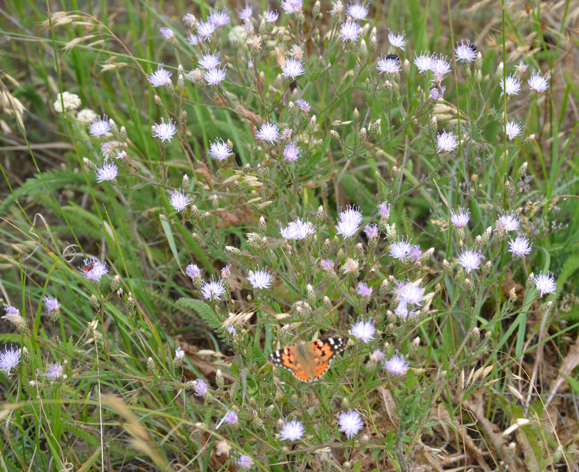 Image of Klasea erucifolia specimen.