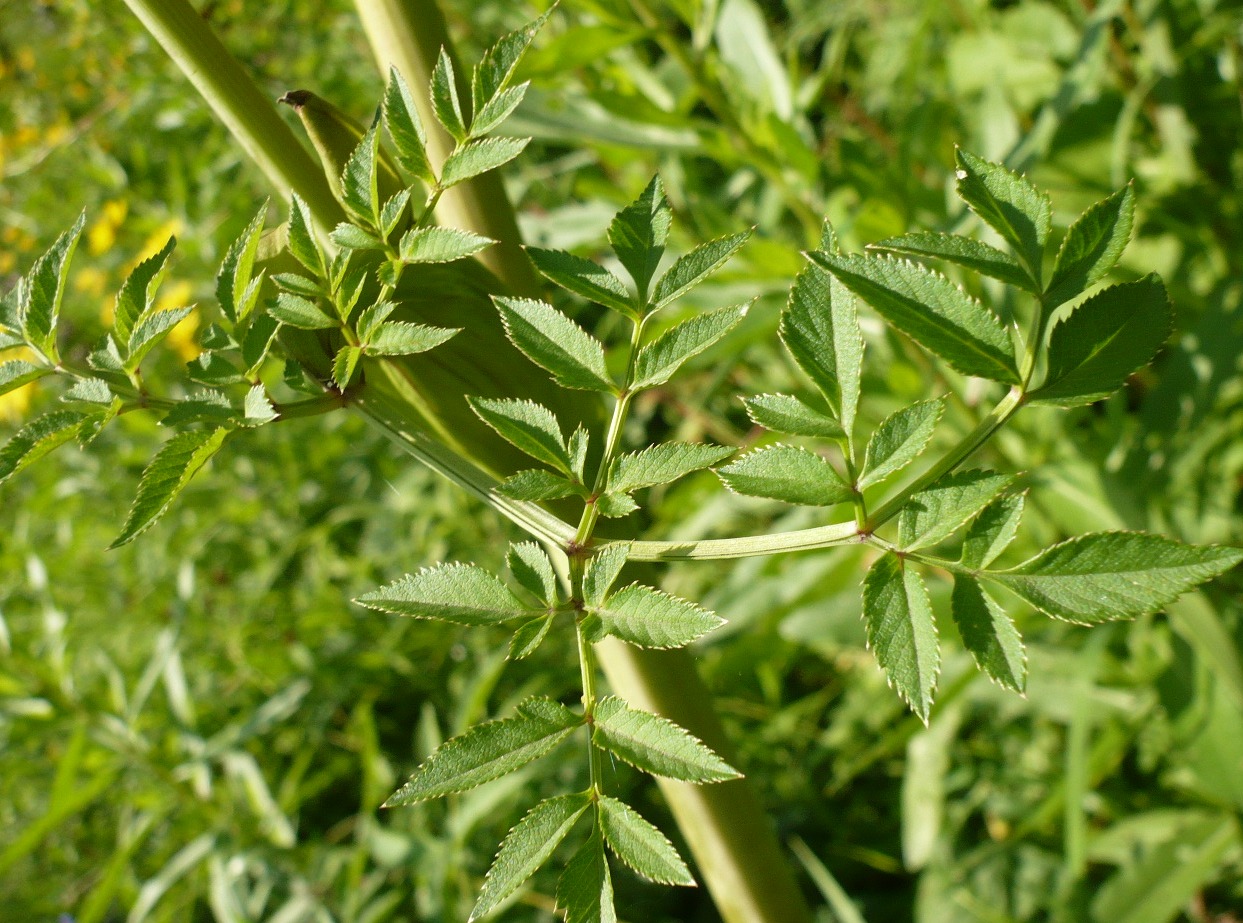 Изображение особи Angelica sylvestris.