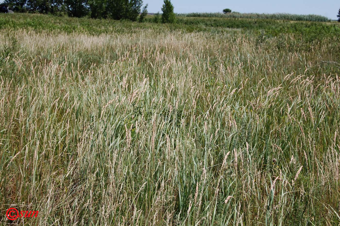 Изображение особи Festuca pratensis.