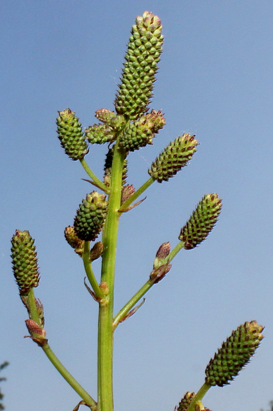 Image of Sanguisorba tenuifolia specimen.