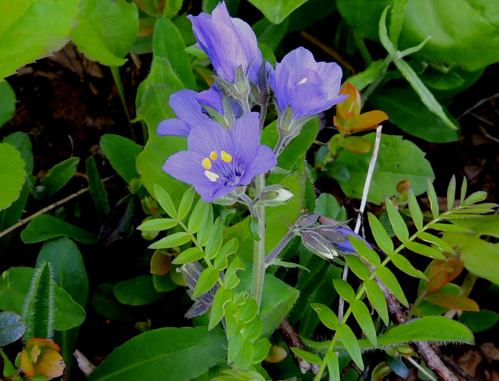 Image of Polemonium schmidtii specimen.