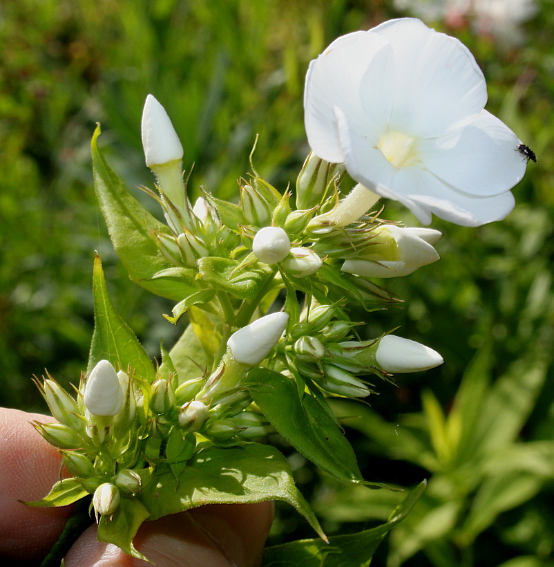 Изображение особи Phlox paniculata.