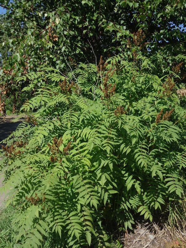 Изображение особи Sorbaria sorbifolia.