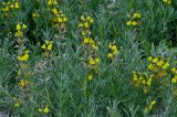 Thermopsis turkestanica