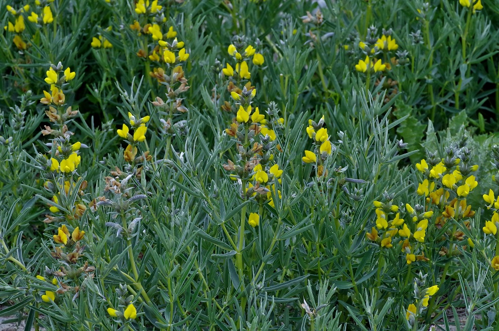 Изображение особи Thermopsis turkestanica.