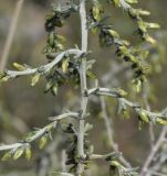 Artemisia santonicum