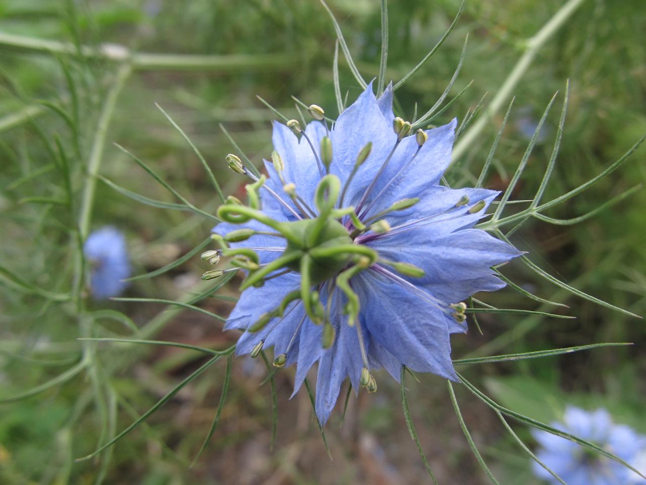 Image of Nigella damascena specimen.