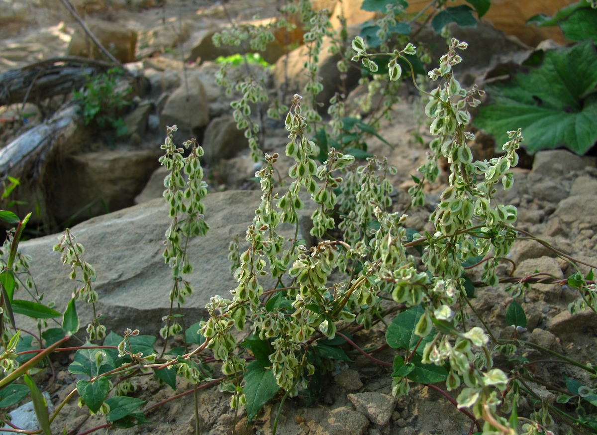 Image of Fallopia dumetorum specimen.