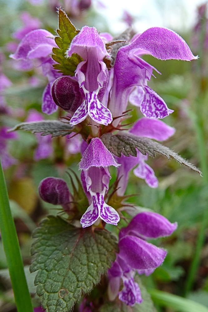 Image of Lamium maculatum specimen.