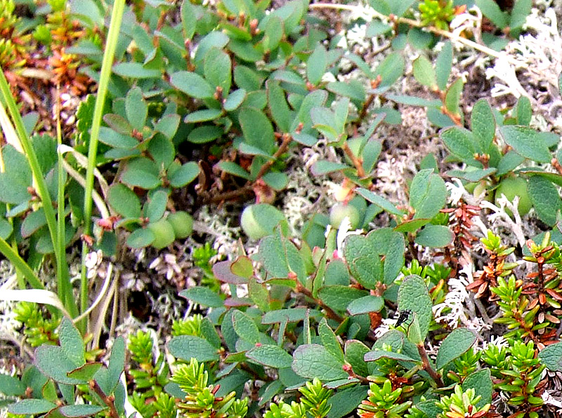 Image of Vaccinium uliginosum ssp. microphyllum specimen.