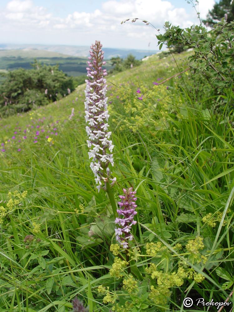 Изображение особи Gymnadenia conopsea.