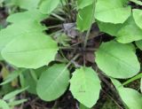 Hieracium hjeltii