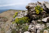 Draba bryoides