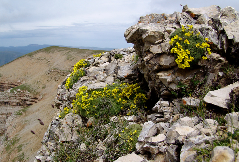 Image of Draba bryoides specimen.