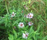 Symphyotrichum novi-belgii