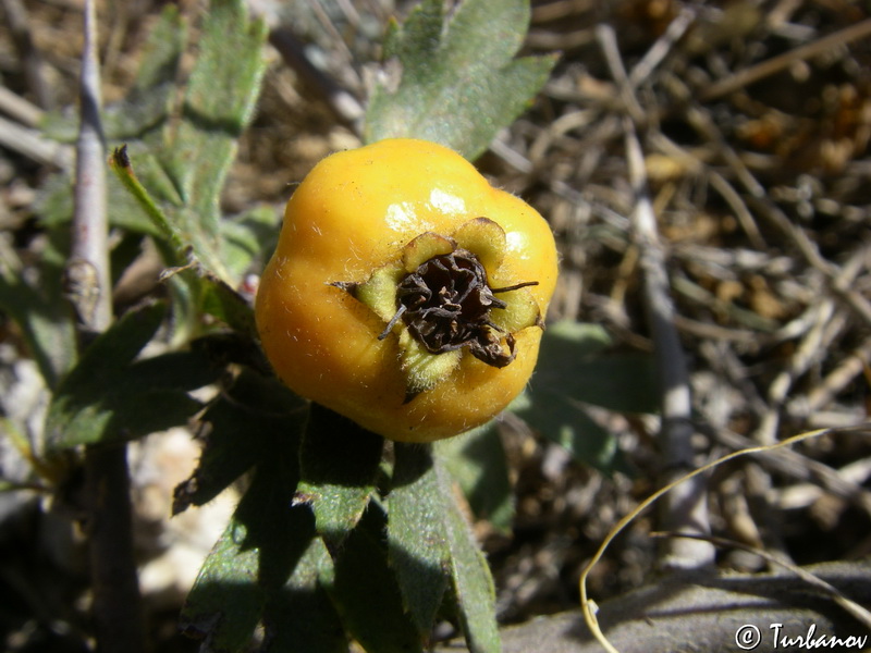 Image of Crataegus orientalis specimen.