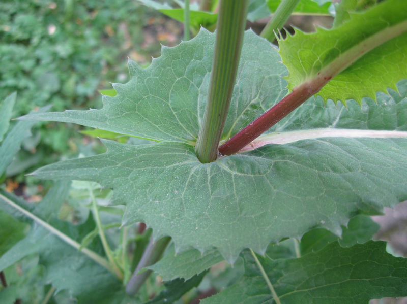 Image of Sonchus oleraceus specimen.