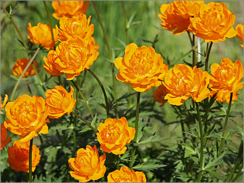 Image of Trollius asiaticus specimen.
