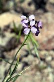 Erysimum cyaneum