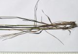 Image of taxon representative. Author is Сергей Банкетов