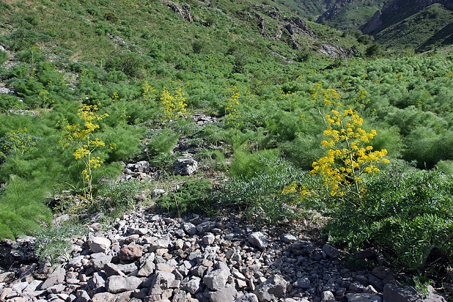 Изображение особи Ferula samarkandica.