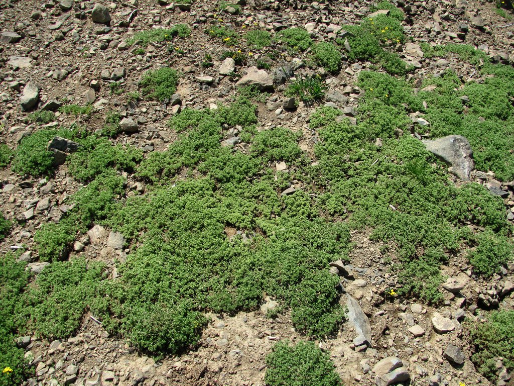 Image of Scleranthus uncinatus specimen.